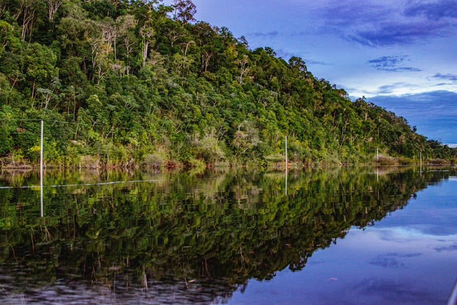 amazon rainforest