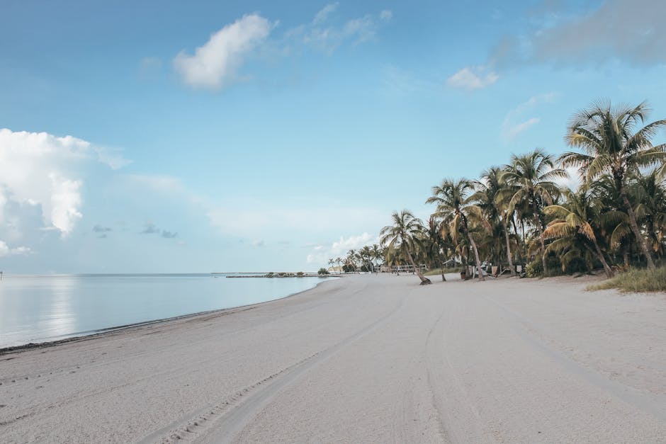beach with palm trees and calm ocean