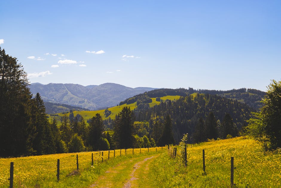 black forest germany hiking