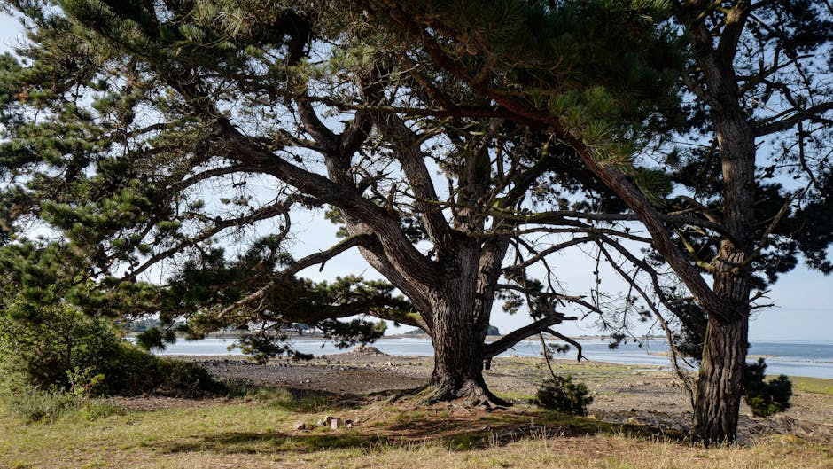 bretagne forest ancient trees
