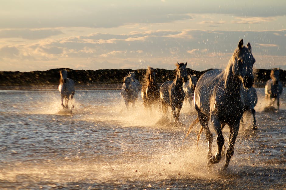 camargue wild horses sunset