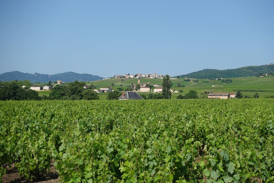 french countryside vineyard