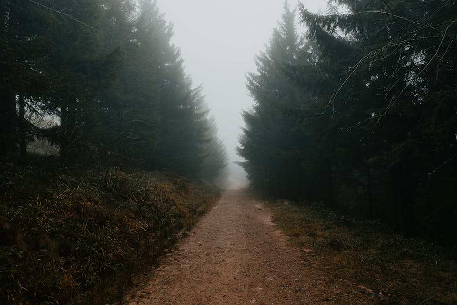 misty forest path in mountains