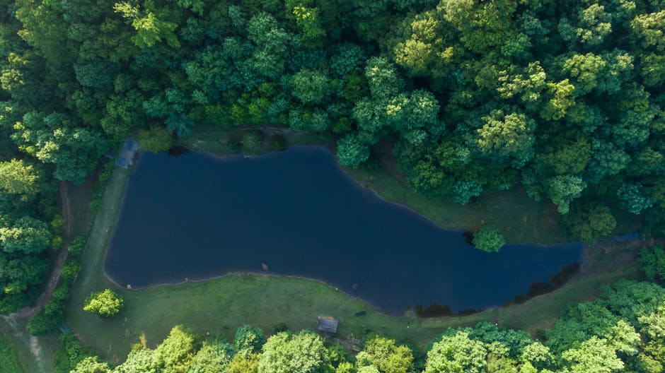 morvan forest lake