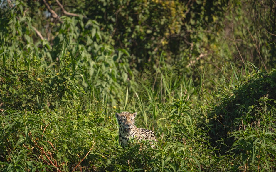 Pantanal jaguar wildlife