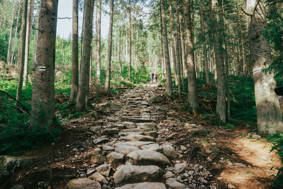 polish forest hiking