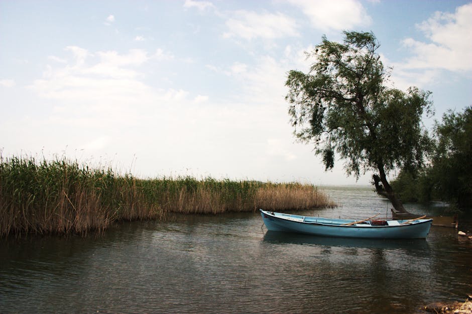wooden boat canal marsh poitevin