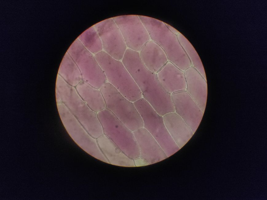 A magnified illustration of the skin barrier, showing skin cells (corneocytes) resembling bricks held together by lipids like ceramides, resembling mortar.