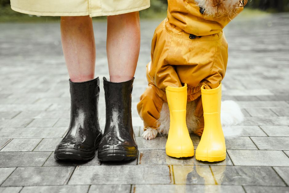 An array of different comfortable waterproof footwear, including sneakers, hiking shoes, and dress boots, neatly displayed for comparison.